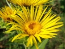 sklep ogrodniczy -  Oman wielki Inula helenium /C3 *K7