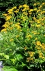 rośliny ogrodowe - Oman wielki Inula helenium /C3 *K7