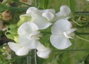 rośliny ozdobne -  Groszek szerokolistny WHITE PEARL Lathyrus latifolius /P9 *K11
