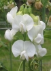 sadzonki - Groszek szerokolistny WHITE PEARL Lathyrus latifolius /P9 *K11