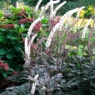 rośliny ogrodowe - Pluskwica prosta Brunette (Cimicifuga simplex Brunette)