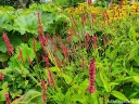 rośliny ozdobne -  Rdest himalajski BLACKFIELD Persicaria amplexicaulis /P11 *16