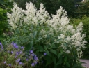 rośliny ozdobne -  Rdest zmienny Persicaria polymorpha /P11 *T22