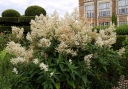 rośliny ogrodowe - Rdest zmienny Persicaria polymorpha /P11 *T22
