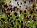 sklep ogrodniczy -  Krwiściąg lekarski TANNA Sanguisorba officinalis /P9 *5