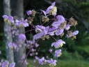 sklep ogrodniczy -  Thalictrum rochebrunnianum grandisepalum Rutewka /P9 *16