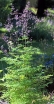 sklep ogrodniczy - Thalictrum rochebrunnianum grandisepalum Rutewka /P9 *16