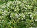 sadzonki - Mięta górska Pycnanthemum pilosum /C2 *K16