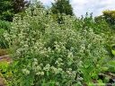 rośliny ogrodowe - Mięta górska Pycnanthemum pilosum /C2 *K16