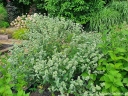 sklep ogrodniczy - Mięta górska Pycnanthemum pilosum /C2 *K16