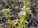 rośliny ogrodowe - Tawuła van Houtte'a 'Pink Ice' Spiraea ×vanhouttei /C3 *K18