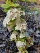sklep ogrodniczy - Tawuła van Houtte'a 'Pink Ice' Spiraea ×vanhouttei /C3 *K18
