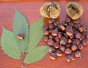 rośliny ozdobne -  Kasztan amerykański in.Kasztan zębaty Castanea dentata C3/40-50cm *11