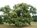 rośliny ogrodowe - Kasztan amerykański in.Kasztan zębaty Castanea dentata C3/40-50cm *11