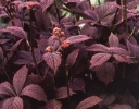rośliny ogrodowe - Rodgersja pierzasta Chocolate Wings PBR (Rodgersia pinnata) C5