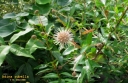 rośliny ogrodowe -  Adina rubella /P9 *K8