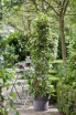sadzonki - Morwa MOJO BERRY 'Matsunaga' Morus rotundiloba BonBonBerry® C3/30-50cm *T42
