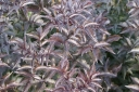 rośliny ogrodowe  Staphylea colchica BLACK BEAUTY Kłokoczka kolchidzka C4/60cm *T63