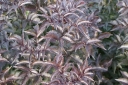 rośliny ozdobne -  Staphylea colchica BLACK BEAUTY Kłokoczka kolchidzka C2/20-30cm *T1