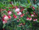 rośliny ozdobne -  Ugni molinae BELLA BERRY Chilijska guawa syn.Myrthus ugni C2/40-50cm *10