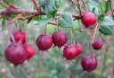 sklep ogrodniczy - Ugni molinae BELLA BERRY Chilijska guawa syn.Myrthus ugni C2/40-50cm *10