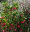 rośliny ogrodowe - Ugni molinae BELLA BERRY Chilijska guawa syn.Myrthus ugni C2/40-50cm *10