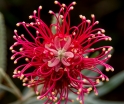 sadzonki -  Grevillea BIG RED C2/20-30cm *10