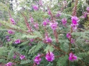 sadzonki -  Indigofera howellii REGINALD CORY /C2 *T2