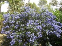 rośliny ogrodowe -  Prusznik drzewiasty TREWITHEN BLUE Ceanothus arboreus Bez kalifornijski C2/20cm *K21