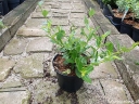 rośliny ozdobne - Prusznik drzewiasty TREWITHEN BLUE Ceanothus arboreus Bez kalifornijski C2/20cm *K21