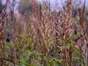 sklep ogrodniczy - Szarobródek syberyjski (Spodiopogon sibiricus, syn. Andropogon sibiricus) C3
