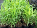 rośliny ogrodowe - Szarobródek syberyjski (Spodiopogon sibiricus, syn. Andropogon sibiricus) C3