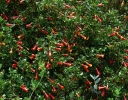 sadzonki  Ostrokrzew chilijski HOOKERI Desfontainia spinosa var. hookeri C2/30-40cm *9