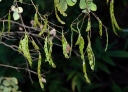 rośliny ogrodowe - Desmodium elegans DARK FORM C2/30cm *T1