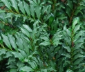rośliny ogrodowe  Eurya japonica MOUTIERS /C2 *K8