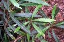 sklep ogrodniczy - Lomatia fraseri in. Lomatia jedwabista L.drzewna C2/20-30cm *G