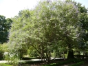 rośliny ogrodowe -  Vitex negundo cannabifolia /C2 *K11