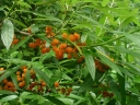 rośliny ozdobne - Debregeasia edulis ELITE C2/40-50cm *K8
