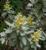 sklep ogrodniczy - Budleja glomerata SILVER SERVICE /C2 *T1