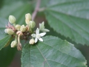 sklep ogrodniczy -  Grewia dwuklapowa odm.drobnokwiatowa Grewia biloba parviflora bryła/30-40cm *11