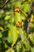 sadzonki - Grewia dwuklapowa odm.drobnokwiatowa Grewia biloba parviflora bryła/30-40cm *11
