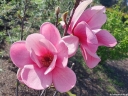 sadzonki - Magnolia WATERMELON C7,5/70-80cm *10