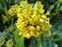 rośliny ogrodowe -  Pittosporum daphniphylloides C2/20-30cm *10