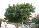 rośliny ozdobne - Pittosporum daphniphylloides C2/20-30cm *10