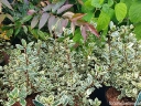 sklep ogrodniczy -  Rhamnus alaternus ARGENTEOVARIEGATA Rokitnik włoski C2/20-30cm *T6