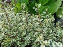 rośliny ogrodowe - Rhamnus alaternus ARGENTEOVARIEGATA Rokitnik włoski C2/20-30cm *T6
