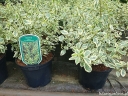 rośliny ogrodowe - Rhamnus alaternus ARGENTEOVARIEGATA Rokitnik włoski C2/20-30cm *T6
