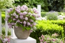 sklep ogrodniczy -  Żylistek RASPBERRY SUNDAE® 'Low 18' Deutzia /C3 *K23