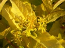 sadzonki -  Zadrzewnia nadbrzeżna HONEYBEE® 'Diwibru01' Diervilla rivularis /C5 *K25