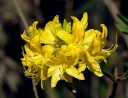 rośliny ogrodowe -  Azalia żółta A.pontyjska Rhododendron luteum /C3